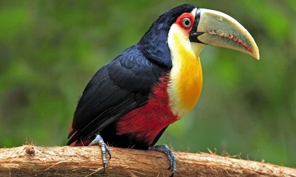 Bird-Watching-in-Corbett