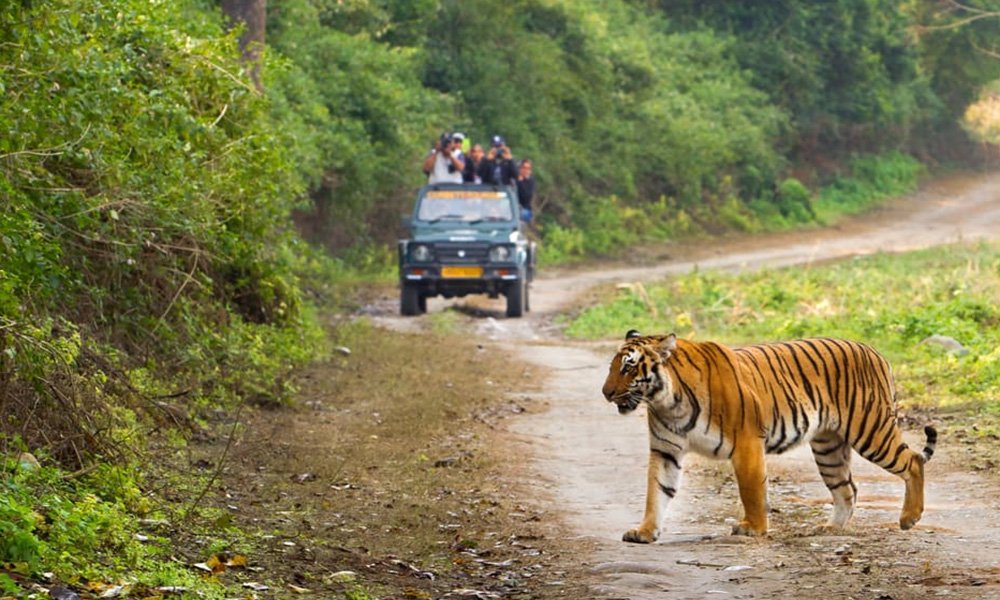 Jungle-Safari-in-Corbett