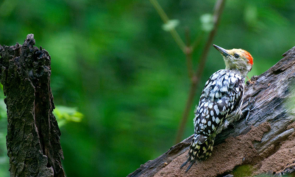 scenic-spots-and-natural-beauty